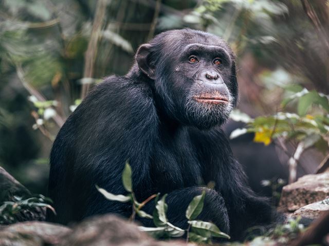 Chimpanzee Habituation Project 