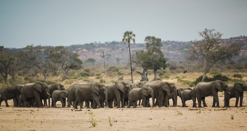 A herd of elephants in Ruaha National Park congregate in the dry riverbed.