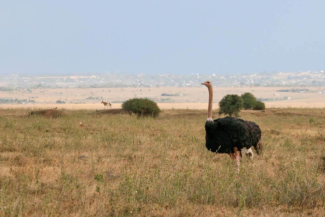 Nairobi Ostrich In Nairobi National Park 2
