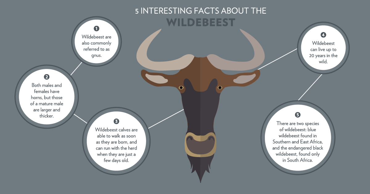 5 facts about the wildebeest