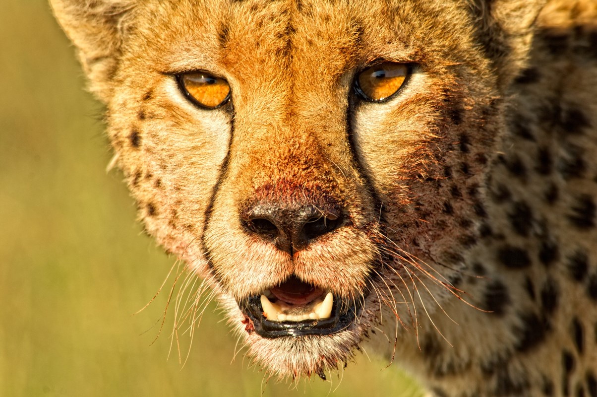 19. Cheetah Portrait Mara Bush Houses HR Resized006
