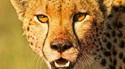 19. Cheetah Portrait Mara Bush Houses HR Resized006