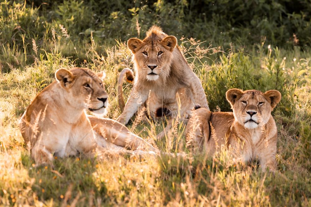 A lioness and her sub-adult cubs