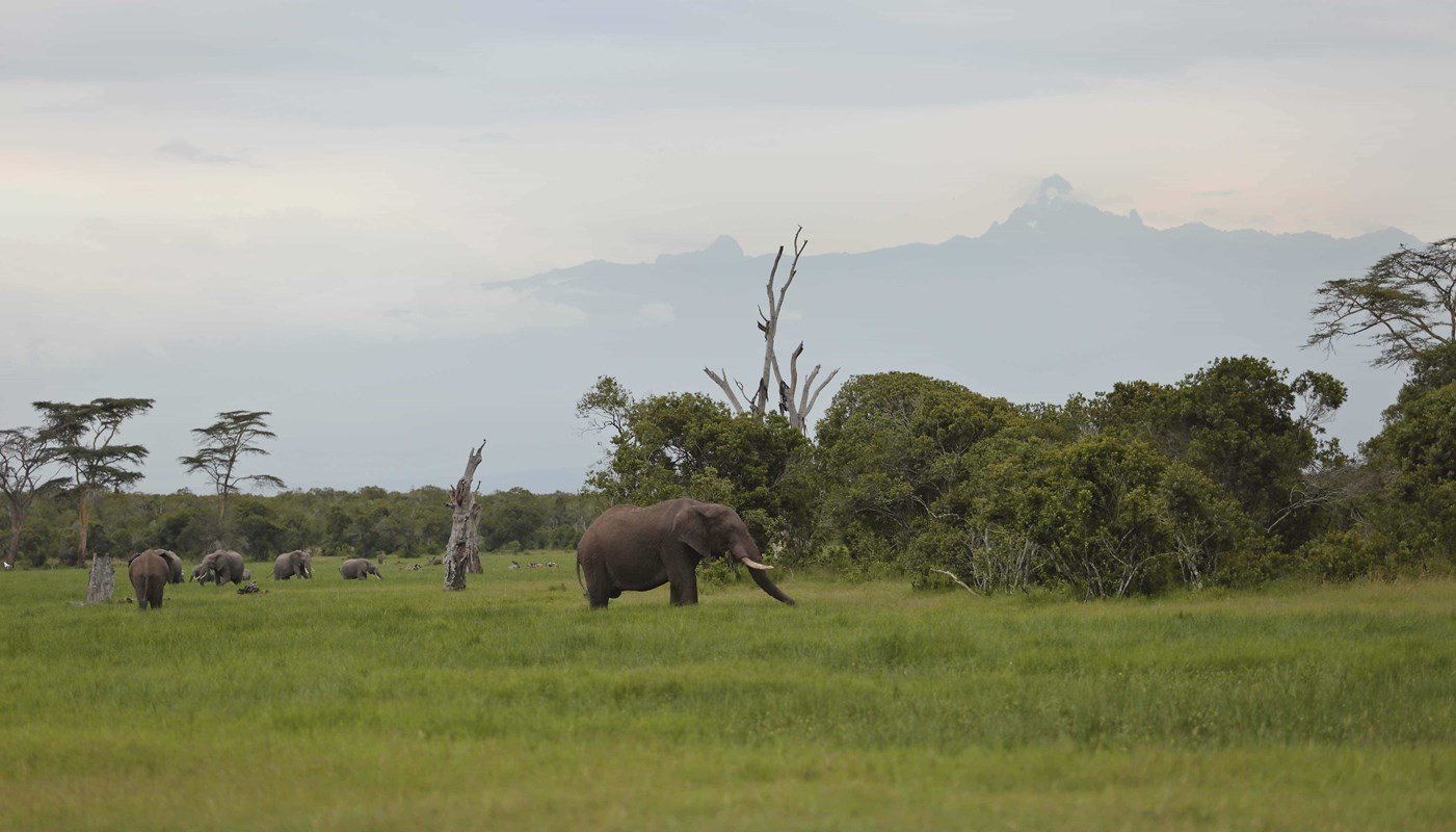 OPBC Landscape And Elephants