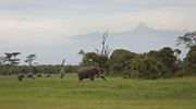 OPBC Landscape And Elephants