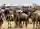 Serengeti-Wildebeest-Herd-Eric-Frank-MR.jpg (1)
