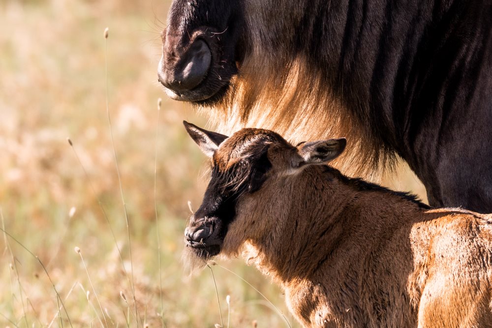 A newborn wildebeest, under the protection of its mother