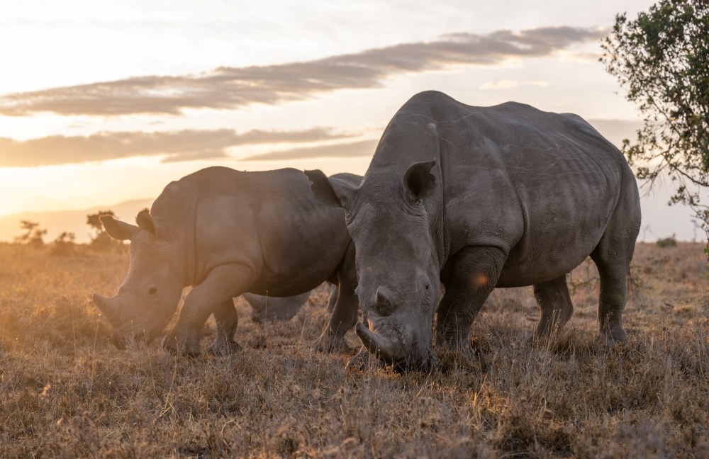 There are a variety of places to view rhino in East Africa