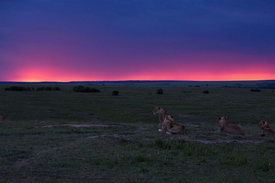Lion-Pride-landscape-sunset-Kenya-Masai-Mara-Rekero-Camp-HR.jpg