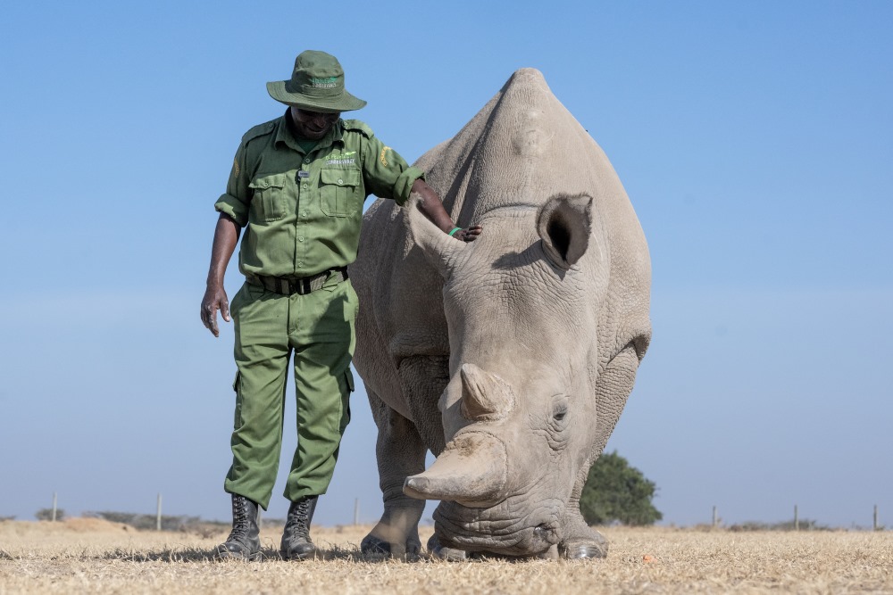 The earth's last two remaining northern white rhino reside within Ol Pejeta Conservancy.
