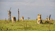 Olpejeta Lions Kenya Safari