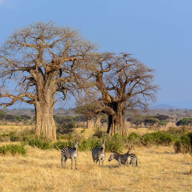 Jabali Ridge Landscape Baobab Tree Zebra