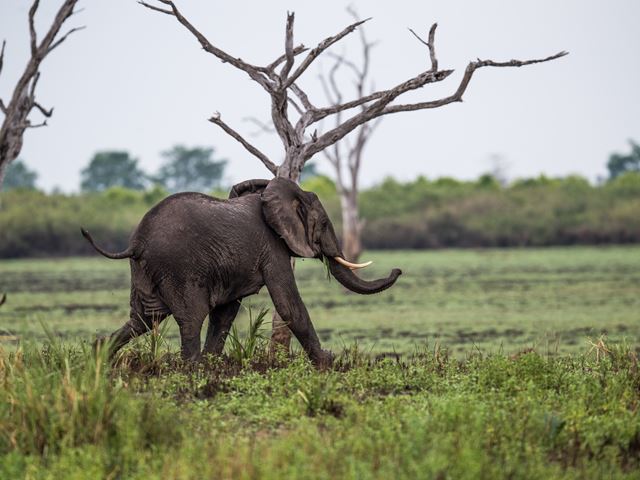 Southern Tanzania Elephant Project 