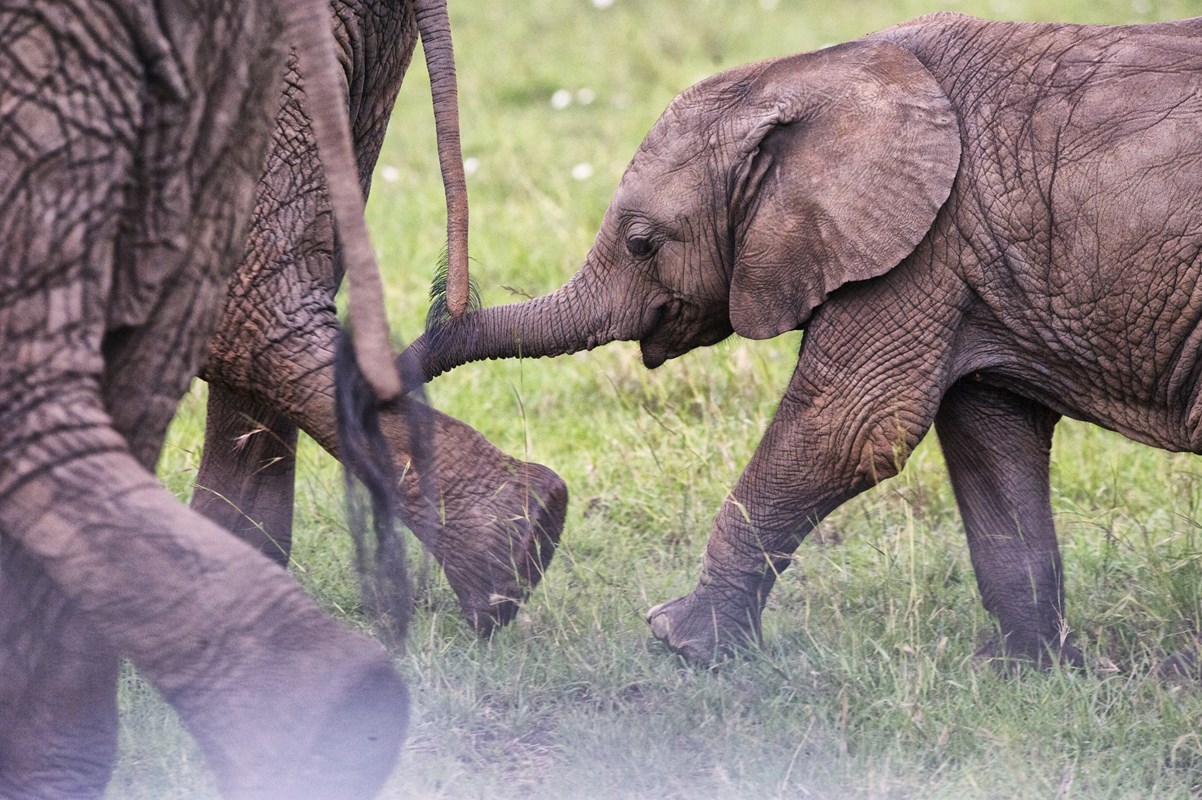 18. Baby Elephant Masai Mara Resized005