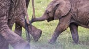 18. Baby Elephant Masai Mara Resized005