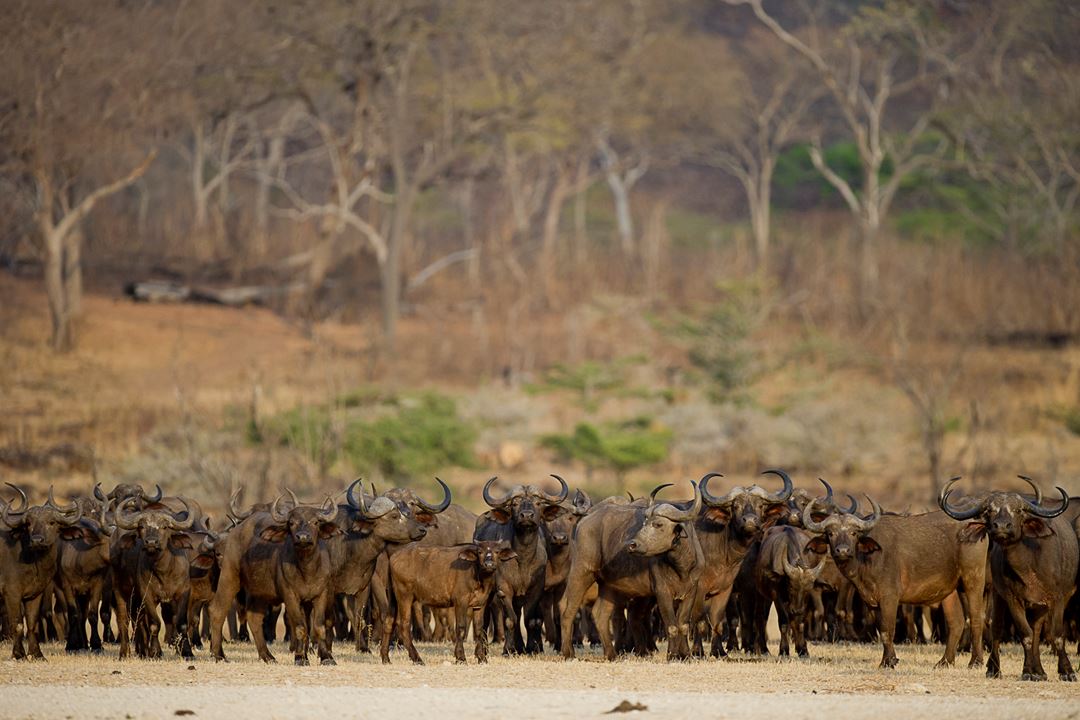 Selous Herd Of Buffalo RR