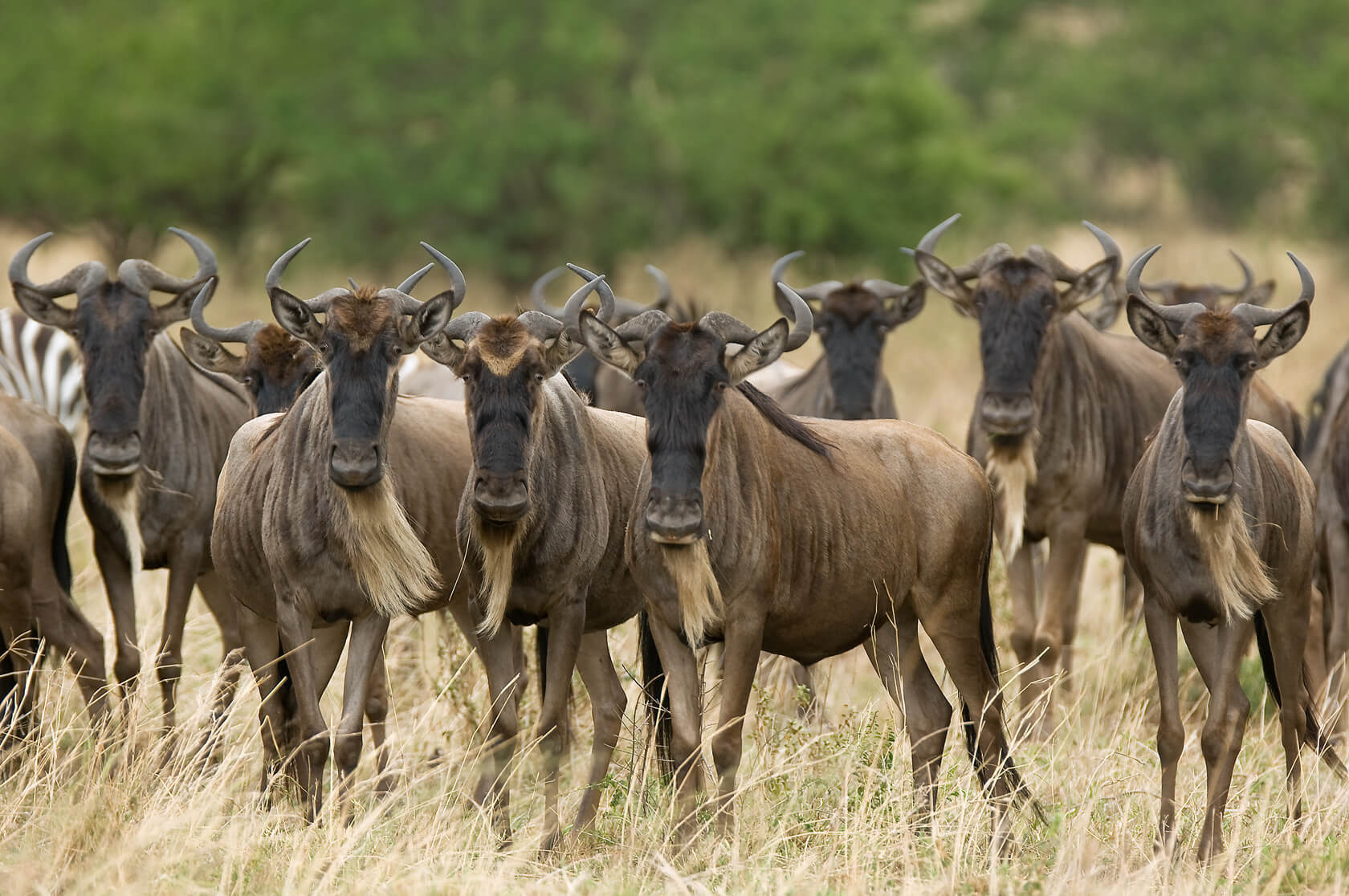 Wildebeest on the plains of the Serengeti