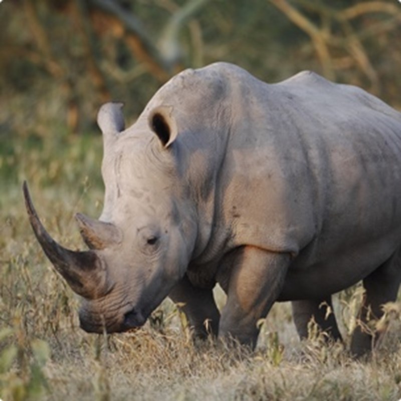 Ol Pejeta White Rhino Kenya Safari