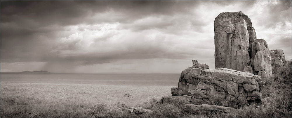 Lion with Monolith, by Nick Brandt