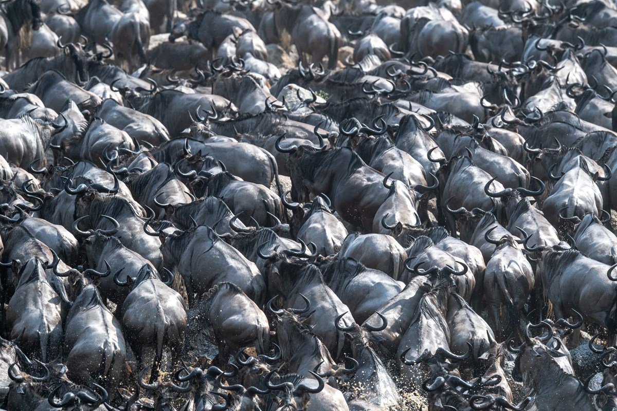 The Great Migration Asilia (9) Thousands Of Wildbeest All Trying To Cross The River