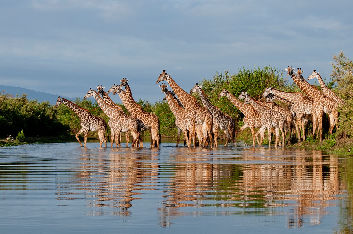 Selous Giraffe River Reflections RR