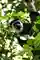 Black And White Colobus Monkey, Bwindi Impenetrable Forest