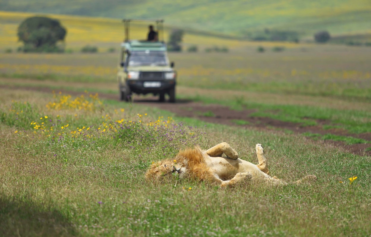 The Highlands Lion In Ngorongoro