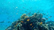 Fanjove Island Underwater Coral Fish <5Mb