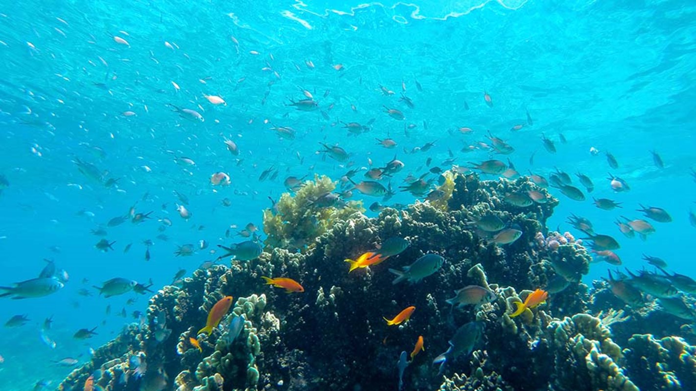 Fanjove Island Underwater Coral Fish <5Mb