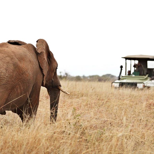 Tarangire National Park Game Drive With Elephant