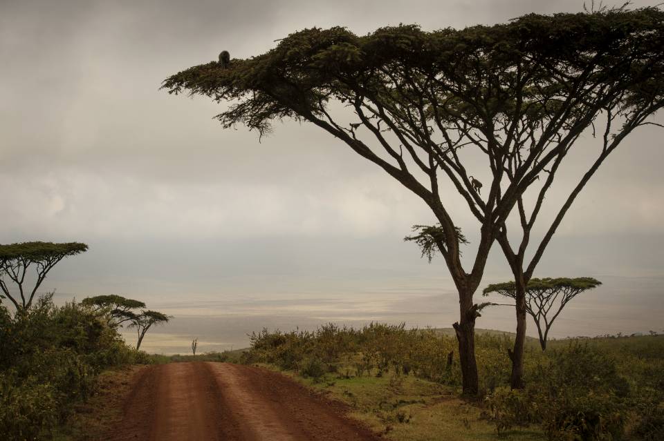 Image result for Drive to Ngorongoro Conservation Area