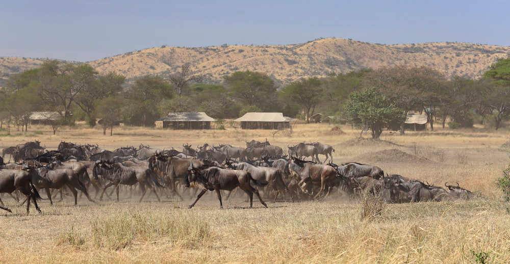 A herd of wildebeest passing in front of Ubuntu Migration Camp.