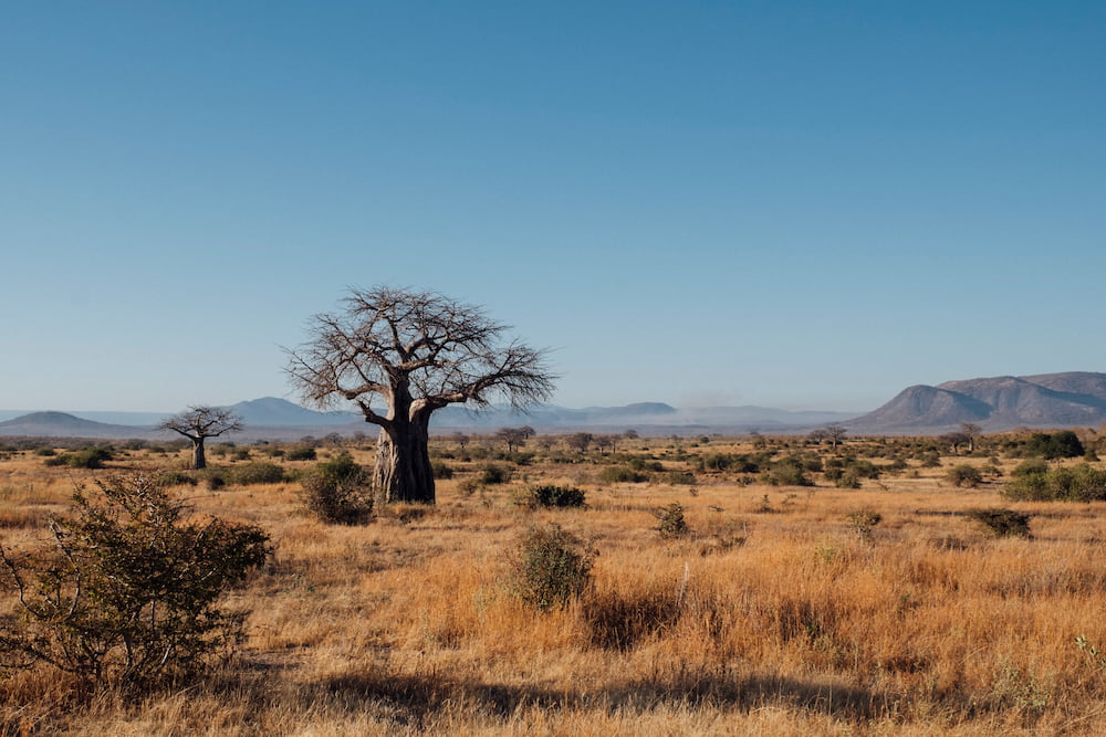 The vast wilderness of Ruaha National Park offers an exclusive safari experience.
