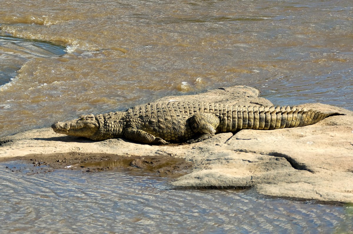 Nile crocodile lie in wait for Great Migration river crossings 