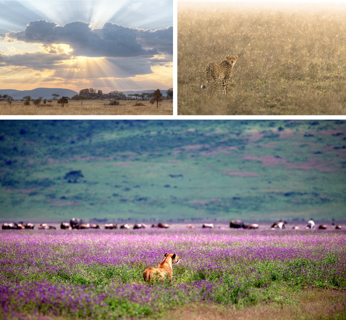 The green season in East Africa presents remarkable photography opportunities.