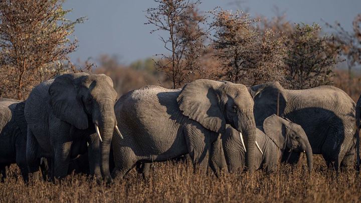 Usangu — A Family Of Elephant Graze Together