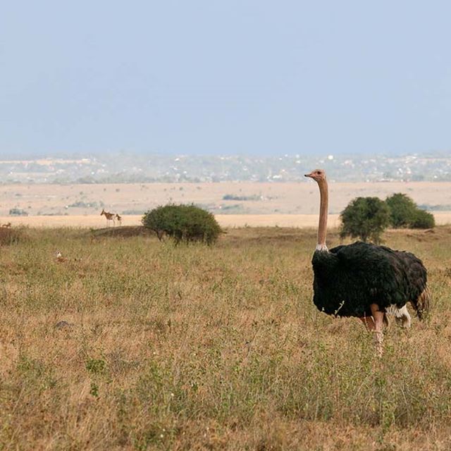 Nairobi Ostrich In Nairobi National Park Resized