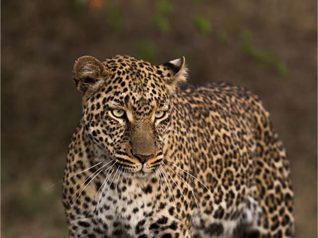 Leopard Serengeti Namiri Plains Georgeturner Copy