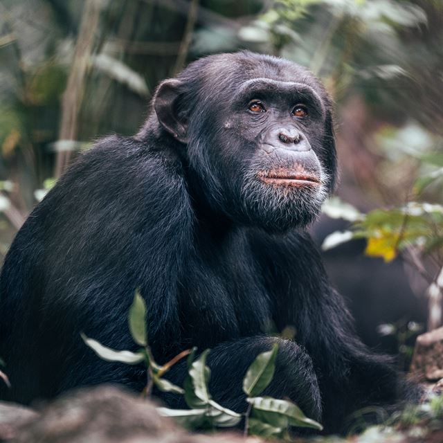 Rubondo Island Chimpanzee