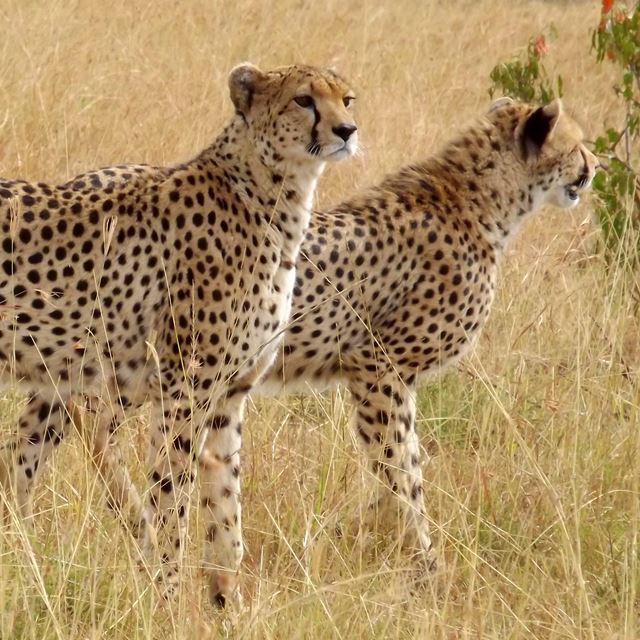 12. Naboisho Camp Cheetahs