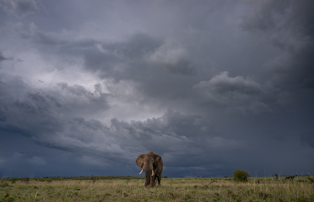 A lone bull elephant ambles across the open plains against a darkening sky.