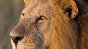 Olpejeta Lion Kenya Safari