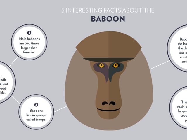 Animal-Infographics_Baboon_1.jpg (2)