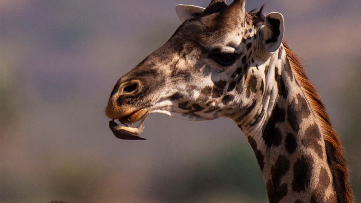 Usangu — A Giraffe With A Bird Feeding From Its Mouth