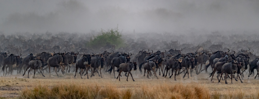 The herds of The Great Migration cross the Mara River onto the exclusive Lamai Wedge.