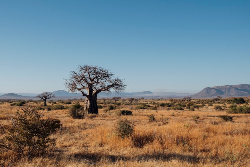 The open landscape of Ruaha National Park