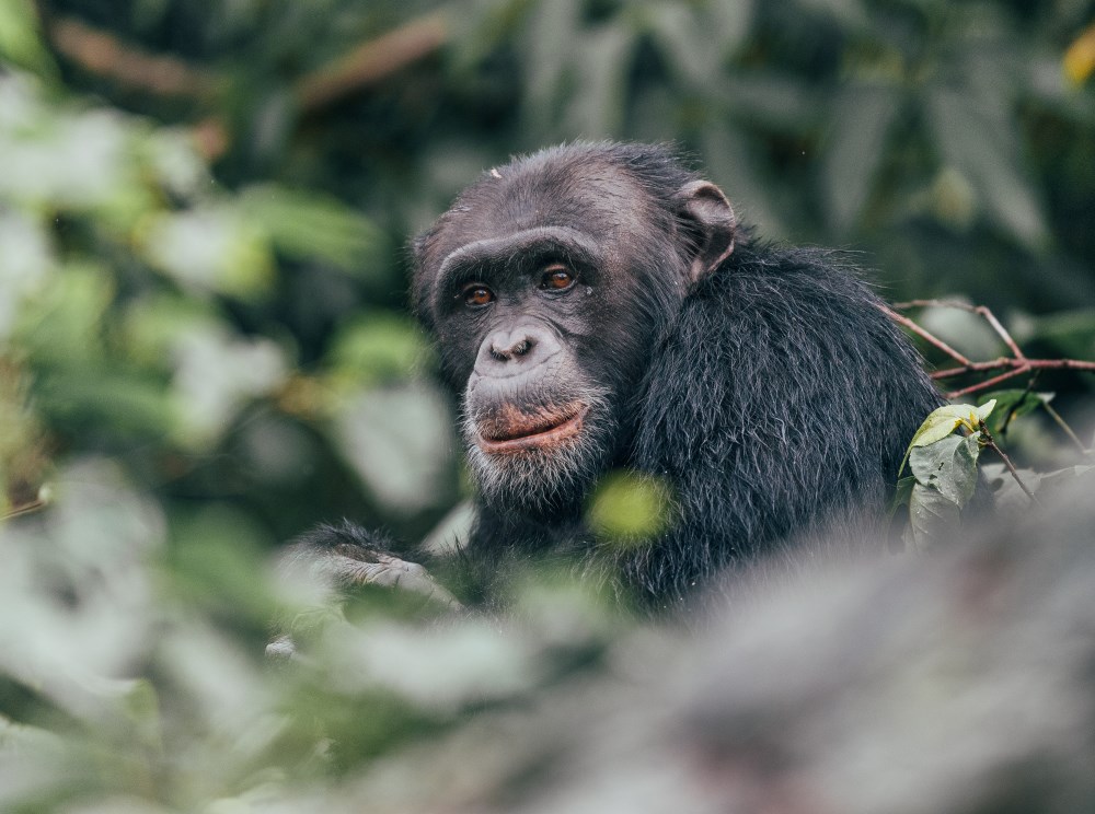 A chimpanzee on Rubondo Island, just a 75-minute flight from the Serengeti