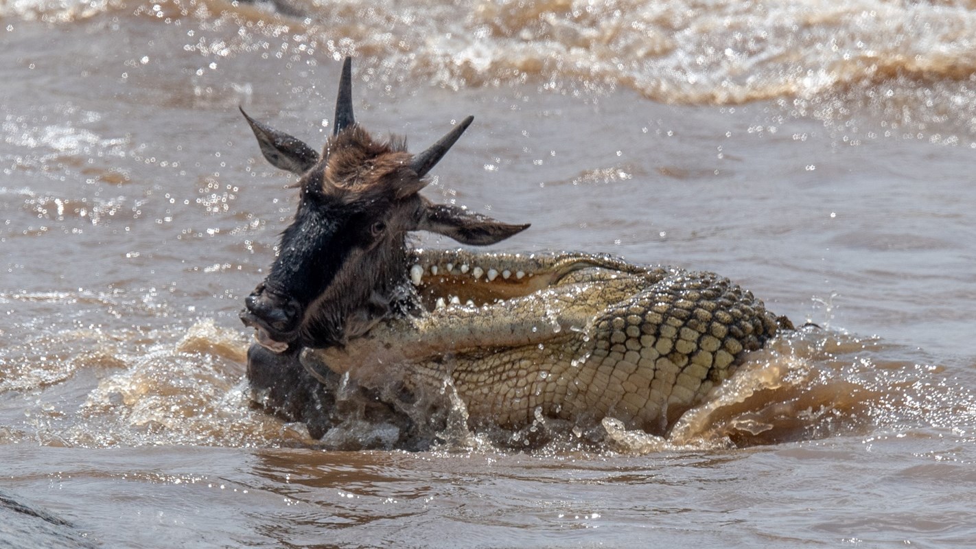 Sayari Gream Migration Crocodile Gtsayariselects 76