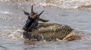 Sayari Gream Migration Crocodile Gtsayariselects 76