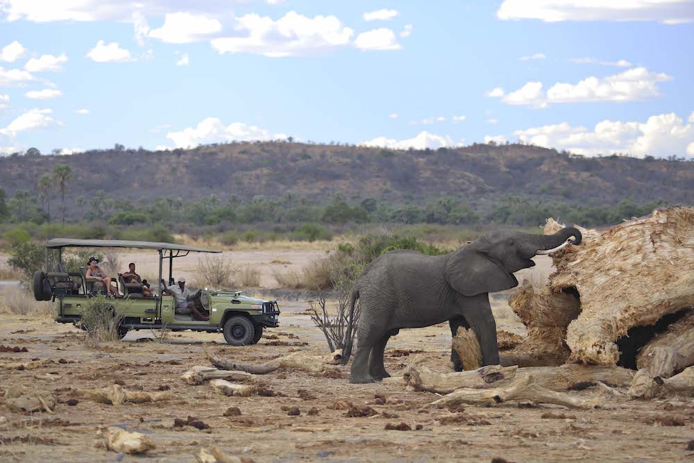 An elephant eats the water-rich inner wood of a fallen baobab in Ruaha National Park.